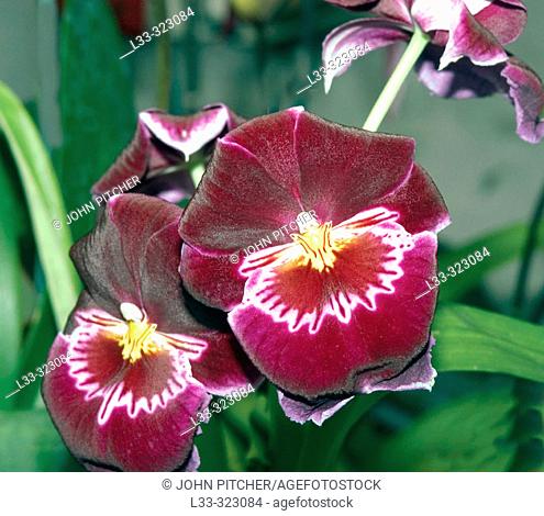 Orchid (Miltoniopsis sp.)