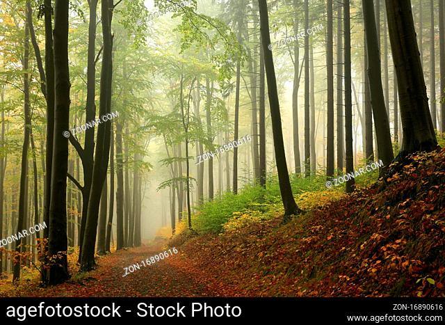 Path through the beech forest on a misty autumn weather, Bischofskoppe Mountain, October, Poland