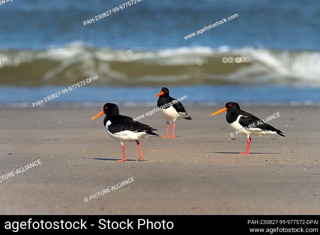 14 April 2023, Lower Saxony, Wangerooge: 14.04.2023, Wangerooge. Three oystercatchers (Haematopus ostralegus) are standing during their courtship on the beach...