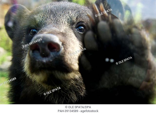 One of the black bear brothers 'Koda' and 'Kenai' looks through the glass at the bear enclosure at entrance to the Tierpark in Berlin, Germany, 30 April 2013