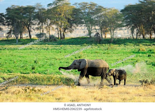 Kenya, Amboseli National Park, elephant (Loxodonta africana) playing with dust with calf