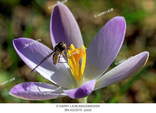 Hoverfly (Syrphidae) sitting on a Crocus (Crocus), purple, Baden-Württemberg, Germany