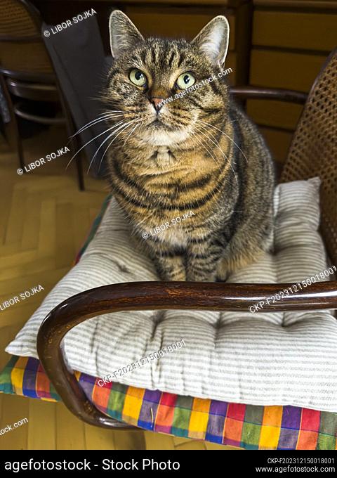 A fat, tabby cat sits on its blue-and-white striped and colourfully checkered cushions on a TON 811 chair with armrests, in Pruhonice on December 9, 2023