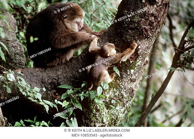 Tibetan / Pere David's / Chinese Stump-tailed / Milne-Edward's Macaque - grooming (Macaca thibetana). Mt Emei, Sichuan, China