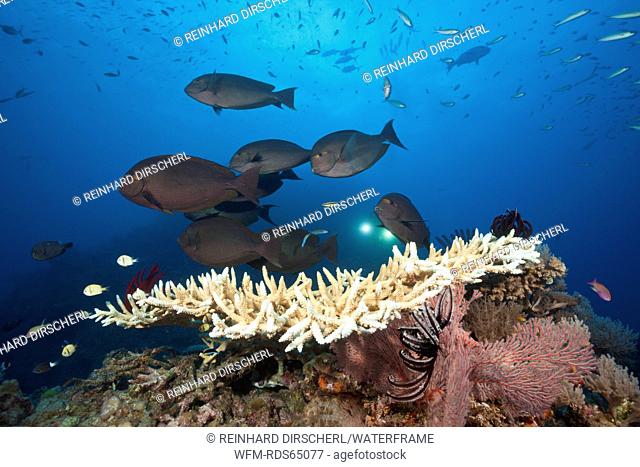 Elongate Surgeonfish over Reef, Acanthurus mata, Osprey Reef, Coral Sea, Australia