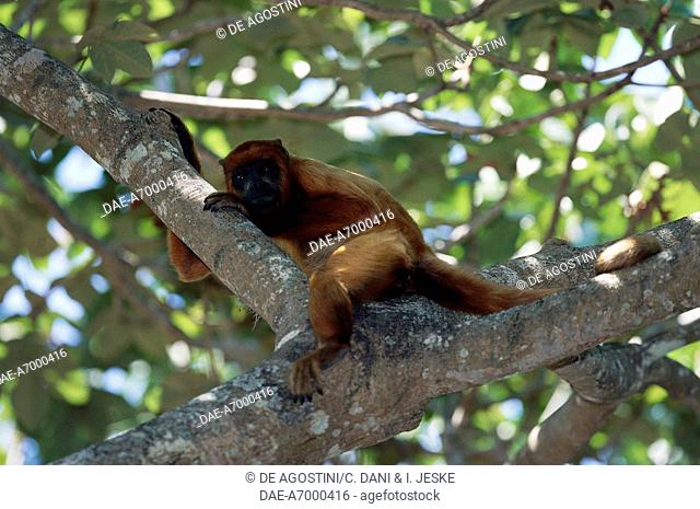 Red howler monkey (Alouatta seniculus) on a tree branch, Atelids, Amazonas, Venezuela