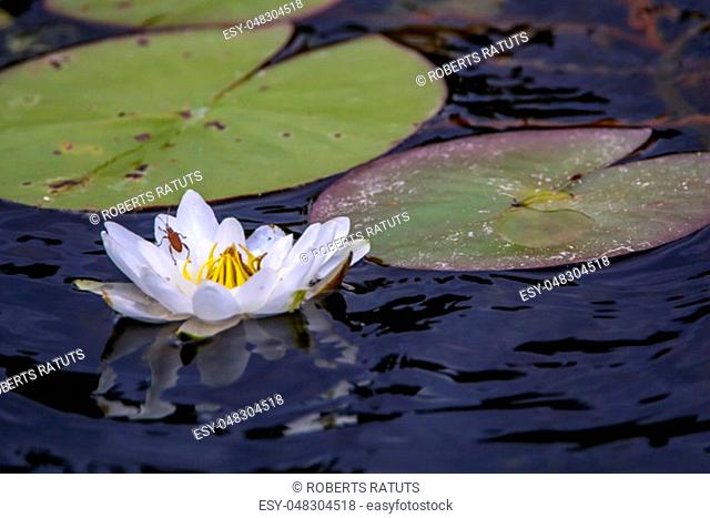 White water lilies bloom in the river. Water lily flower with green leaves in the water. White water lily in river, Latvia. .