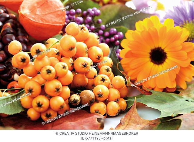 Autumn decoration: firethorn berries, beautyberries, Chinese lantern, pot marigold, colourful leaves