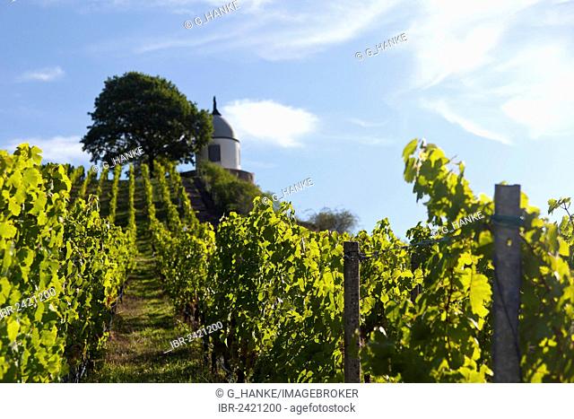Vineyards of Wackerbarth Palace, view of Jacobstein, Radebeul, Saxon Elbeland, Saxony, Germany, Europe
