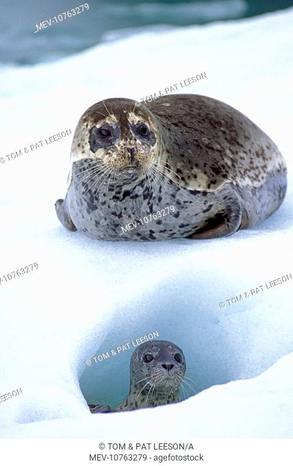 Common / Harbour Seal - mother with young pup on ice flow (Phoca vitulina)