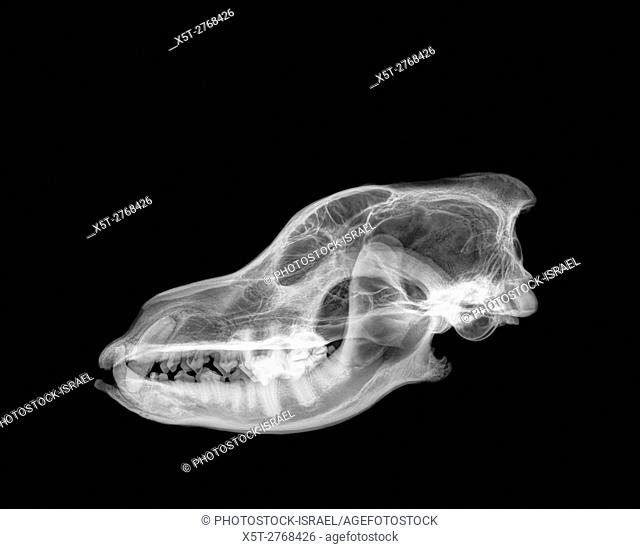 Side View X-ray of a skull of a wolf on black background