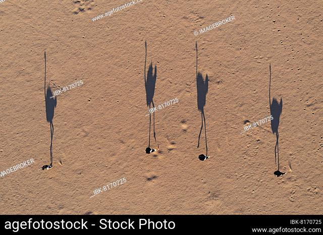 Ostrich (Struthio camelus), roaming a sandy desert plain in the last light of the evening, aerial view, drone shot, Damaraland, Kunene Region, Namibia, Africa