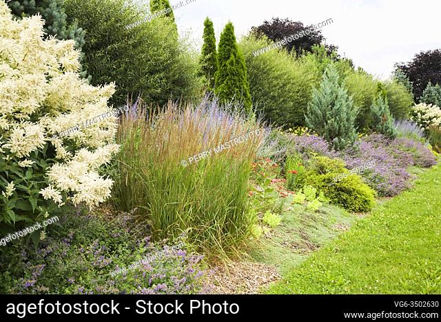 Persicaria polymorpha - Giant White Fleece flowers, Sedum spectabile 'Everlasting' - Stonecrop, Miscanthus Ornamental Grass plant, red Achillea - Yarrow flowers