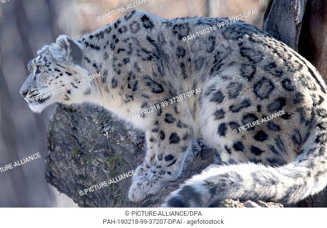18 February 2019, Baden-Wuerttemberg, Stuttgart: A snow leopard sits on a branch in its enclosure in the Wilhelma Zoological-Botanical Garden