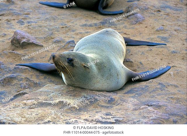 Cape Fur Seal Arctocephalus pusillus Namibia