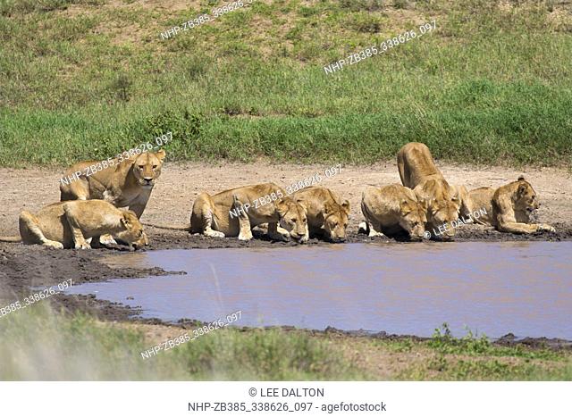 African Lion (Panthera leo) pride drinking at waterhole, Serengeti National Park, Tanzania