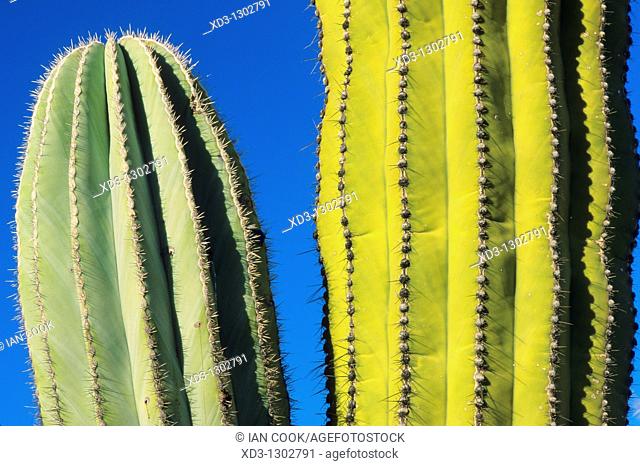 Cardon Cactus (Pachycereus pringlei), Catavina Boulder Field, Central Desert, Baja California, Mexico