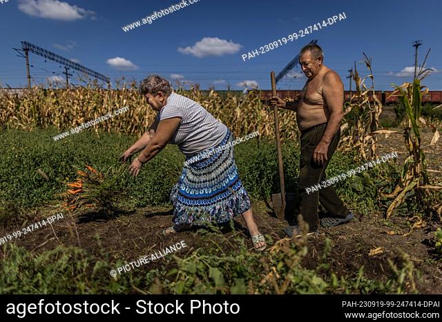 17 September 2023, Ukraine, Rostuschtsche: Switlana (61) and Wassyl (70) are harvesting their carrots in Rostushche near Zaporizhzhya on the edge of a railroad...