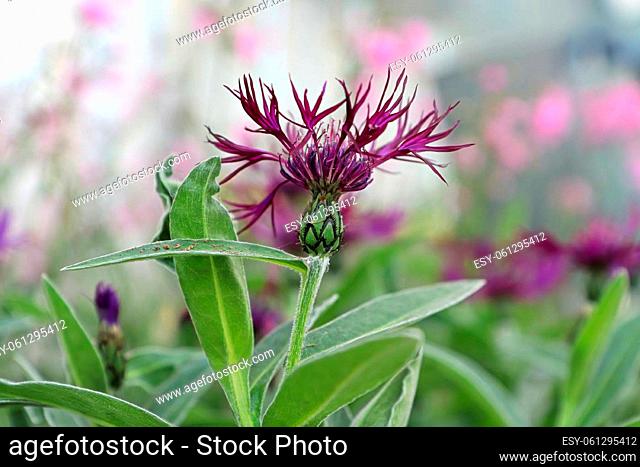 Closeup side view of a purple knapweed flower