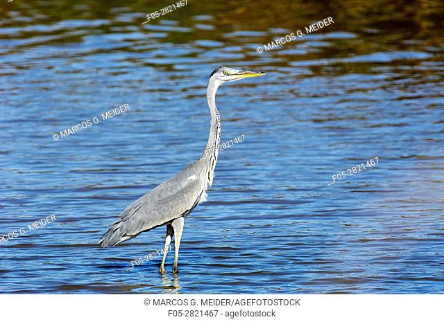 Grey heron (Ardea cinerea) standing on the shallow waters of a river. Andalucia, Spain