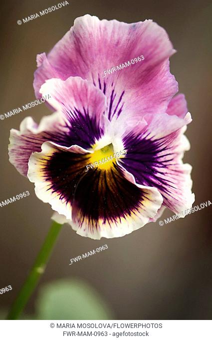 Pansy, Viola x wittrockiana. Single flower with ruffled petals of muted purple and area of dark purple-brown radiating from yellow eye at centre