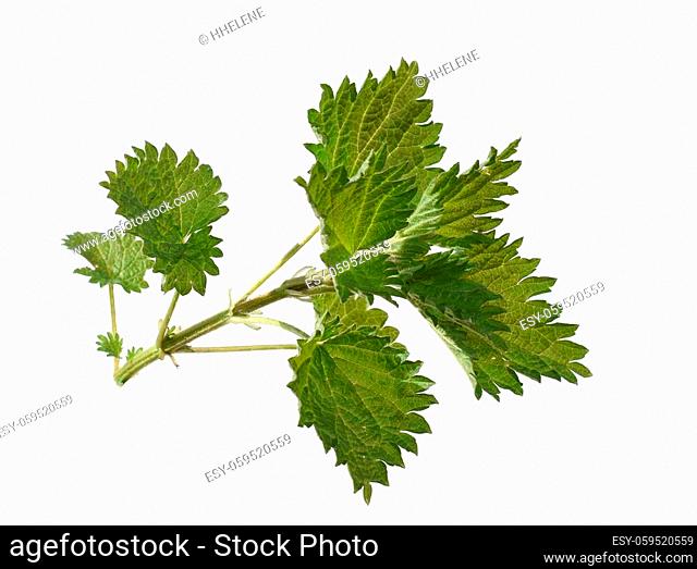 Stinging nettle plant Urtica dioica isolated on white background