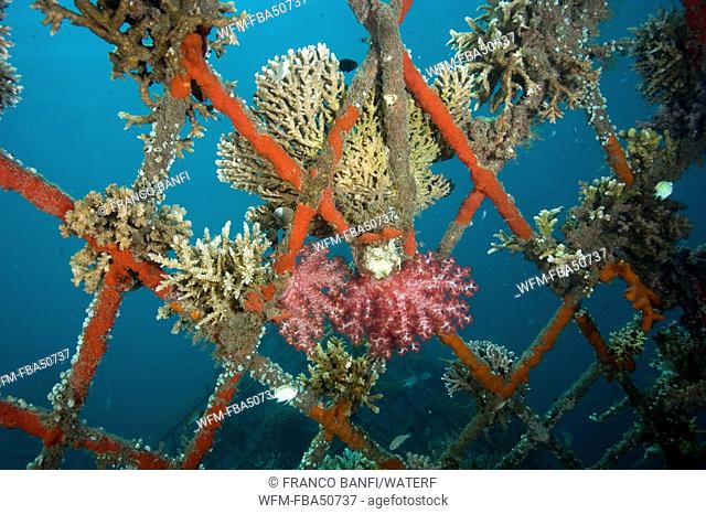 hard and soft corals and encrusting sponge on the structure of bio-rock, method of enhancing the growth of corals and aquatic organisms, Pemuteran project