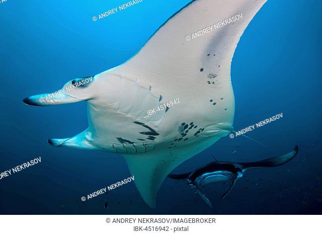 Two Giant oceanic manta rays (Manta birostris) swim in blue water, Indian Ocean, Maldive