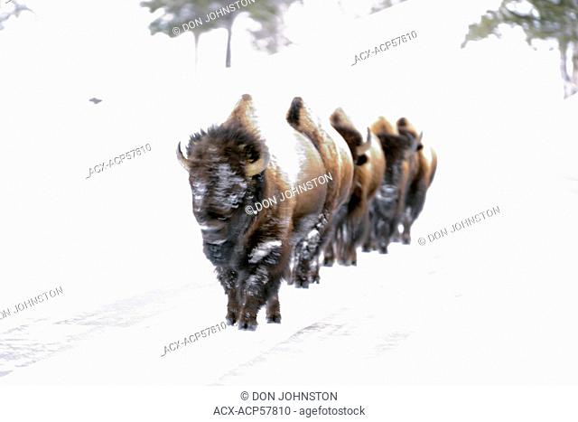 Bison herd walking on road, Yellowstone NP, Wyoming, USA