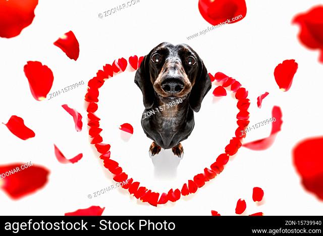 dachshund sausage dog in love for happy valentines day with rose flower in mouth , isaolated on white background petals flying around in air