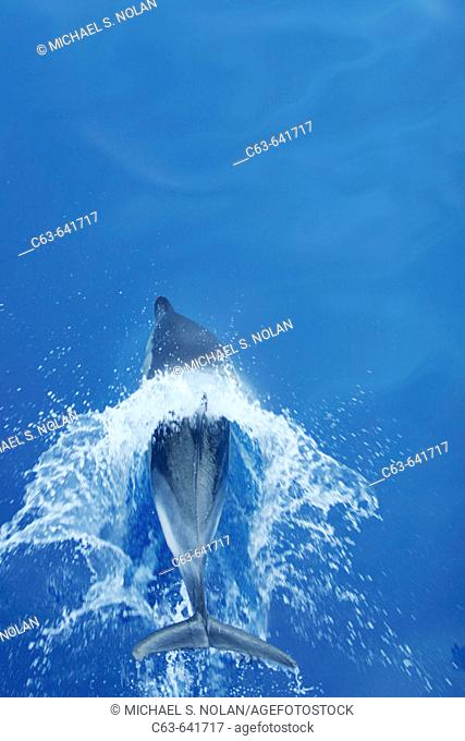 Short-beaked common dolphin (Delphinus delphis) in the calm waters surrounding the Canary Islands off the coast of Africa. North Atlantic Ocean