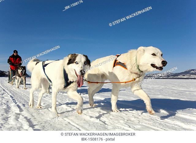 Two white leaders, lead dogs, man, musher running, driving a dog sled, team of sled dogs, Alaskan Huskies, frozen Lake Laberge, Yukon Territory, Canada