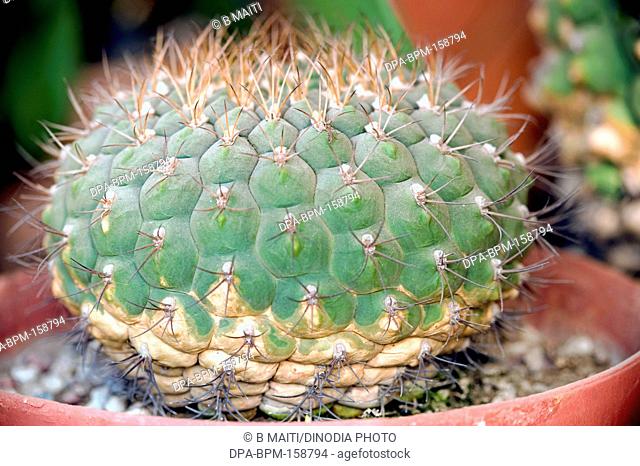Flower ; cactus gymnocalycium leeanum ; West Bengal ; India