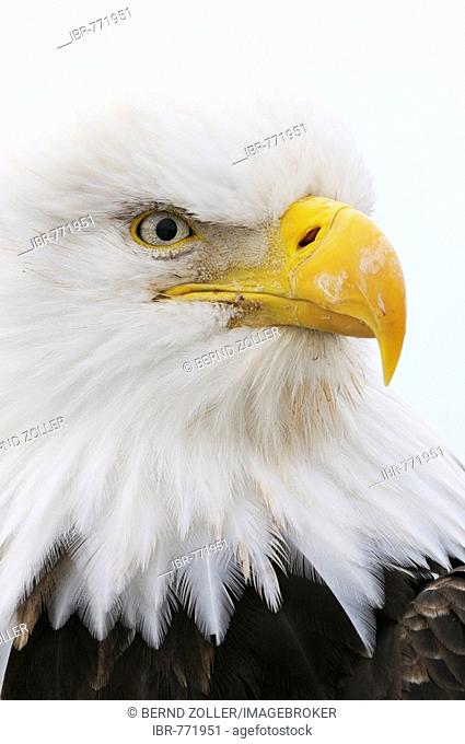 Bald Eagle (Haliaeetus leucocephalus) portrait, Kenai Peninsula, Alaska, USA