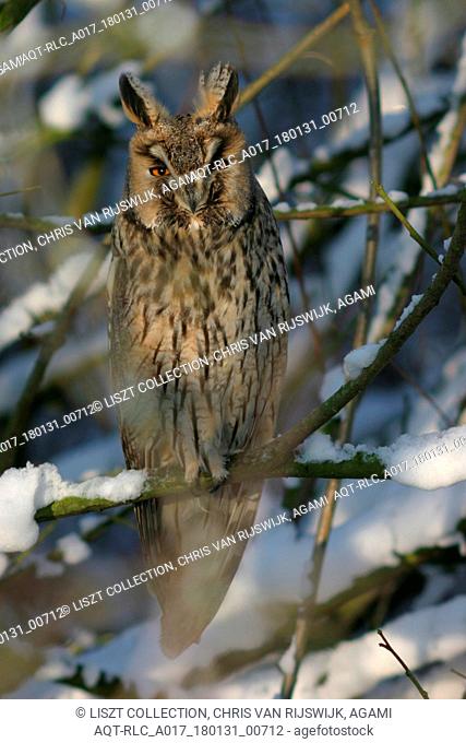 Long-eared Owl perched on branch, Long-eared Owl, Asio otus