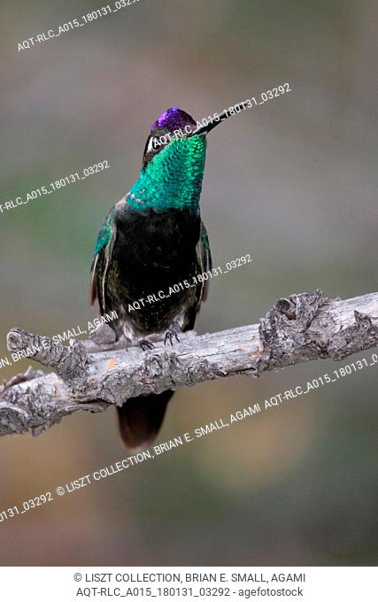 Magnificent Hummingbird, Eugenes fulgens, Rivoli's Hummingbird