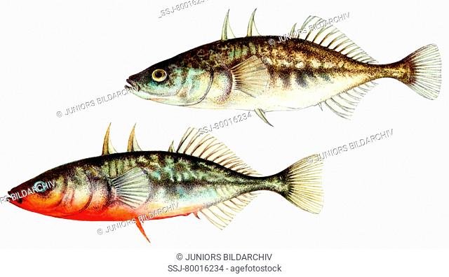 DEU, 2006: Three-spined Stickleback (Gasterosteus aculeatus), female (above) and male in breeding colours (below)