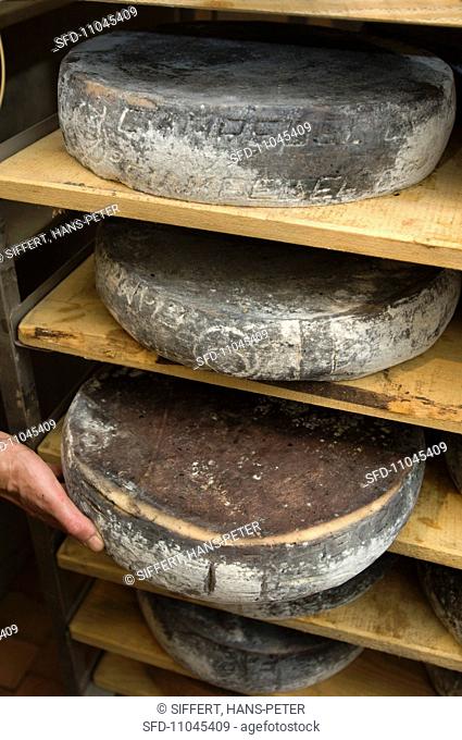 South Tyrolean cheese grey looking Ciampedello and a name