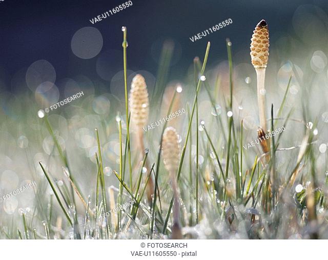 A Field Horsetail And Waterdrop
