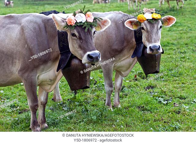 two Swiss cows decorated with flowers and cowbells, desalpes - ceremony of coming cows back from high pastures to lower pastures for the winter