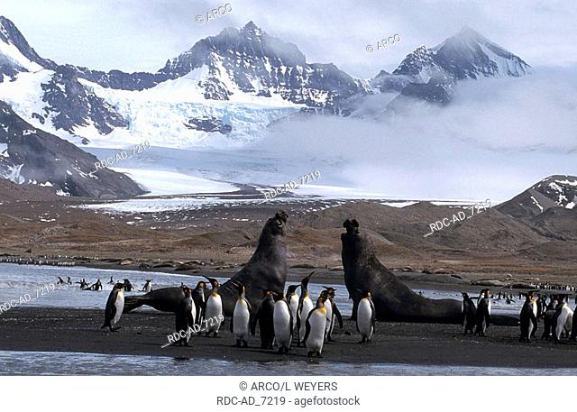 King Penguins and Southern Elephant Seals bulls fighting St Andrews Bay South Georgia Aptenodytes patagonica + Mirounga leonina