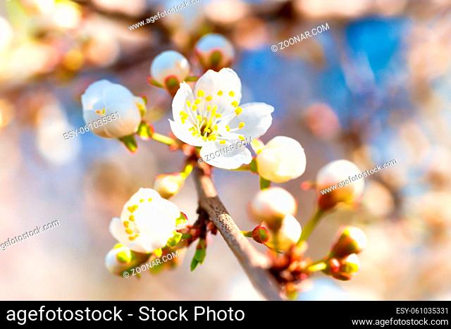 Spring blossoming white spring flowers on a plum tree against soft floral background