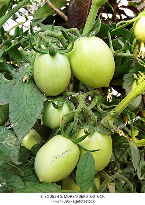 Tomatoes on a plant, Lycopersicon esculentum, Pune, Maharashtra, india