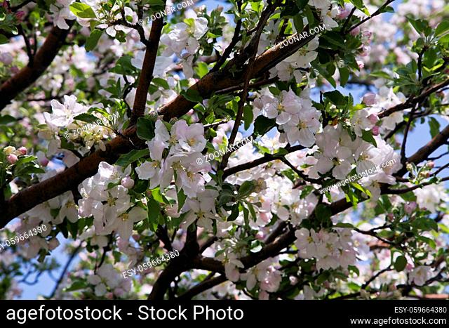 Close-up of flowering apple-tree branches filling the frame