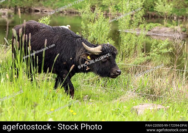 05 May 2022, Hessen, Marburg: Water buffalo graze on the meadows in the area of the renaturalized Lahn. The university town of Marburg relies on animal...