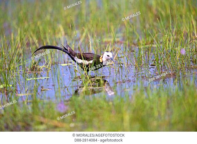 Sri Lanka, Wilpattu national patk, Pheasant-tailed jacana (Hydrophasianus chirurgus)