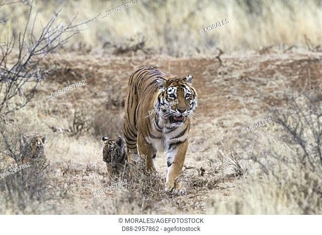 South Africa, Private reserve, Asian (Bengal) Tiger (Panthera tigris tigris), mother walking with her babies