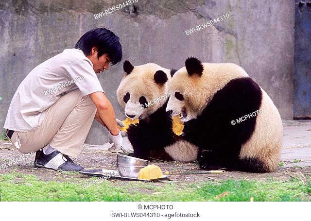 giant panda Ailuropoda melanoleuca, keeper feeding two years old Giant Pandas in the research station of Wolong, China, Sichuan, Wolong