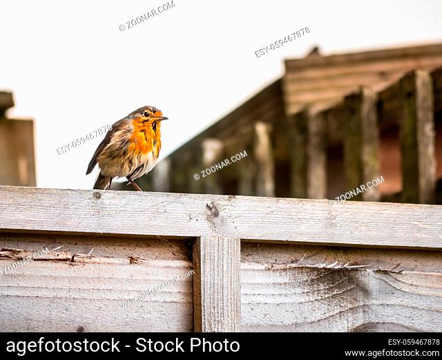 A small European Robins standing on a wooden fence