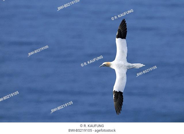 northern gannet (Sula bassana, Morus bassanus), flying, Germany, Schleswig-Holstein, Heligoland
